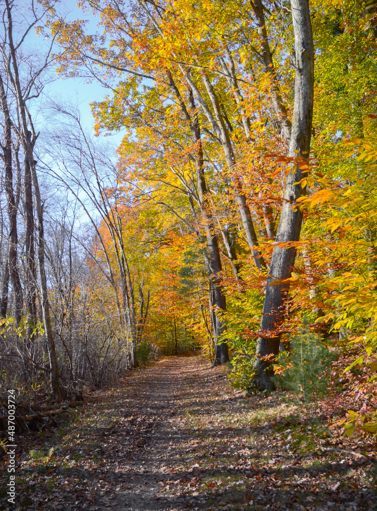 Fototapeta premium fall day in the woods