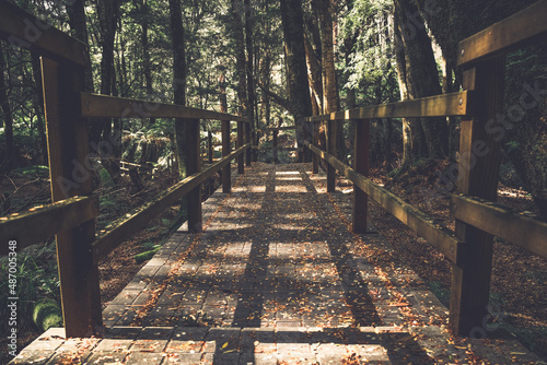 Wooden bridge through sun dappled forest