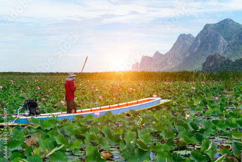 Waterman or  bargeman on boat to take a trip at pink lotus flower or water lily is blooming and bud with lotus leaf on sunny day in pond with mountain background at Sam Roi Yot National Park,Thailand.