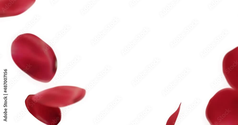 rose petals falling with for overlay, isolated on white background. rose petals falling with for overlay, isolated on white background.