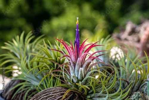 Tillandsia ionantha. The flowers of tillandsia ionantha. Tillandsia decorate in garden.