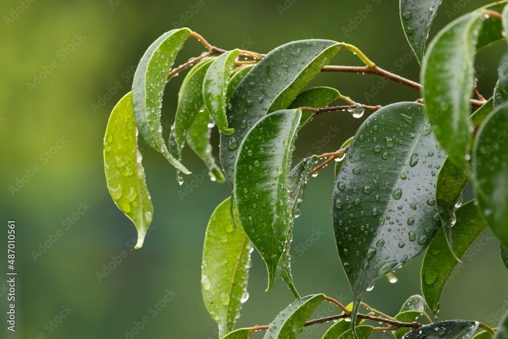 The freshness of the rain. Small drops of water on the green leaves of ficus benjamin. Natural green background with leaves and raindrops. The freshness of the rain. Small drops of water on the green leaves of ficus benjamin. Natural green background with leaves and raindrops.