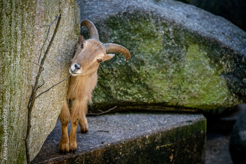 Tableau sur toile A mountain goat