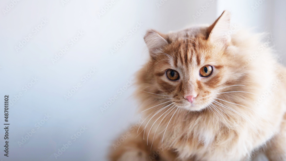 Fluffy ginger cat looks into the camera, filmed close. background with a space to copy. A concept for advertising pet products.