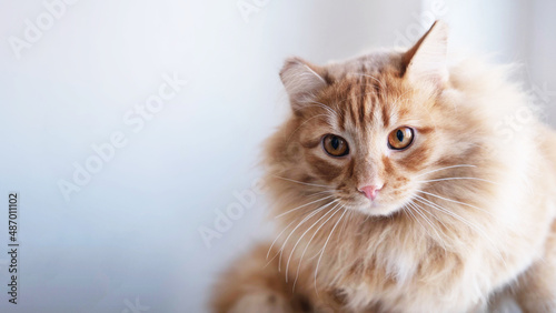 Fluffy ginger cat looks into the camera, filmed close. background with a space to copy. A concept for advertising pet products. © Наталья некрасова