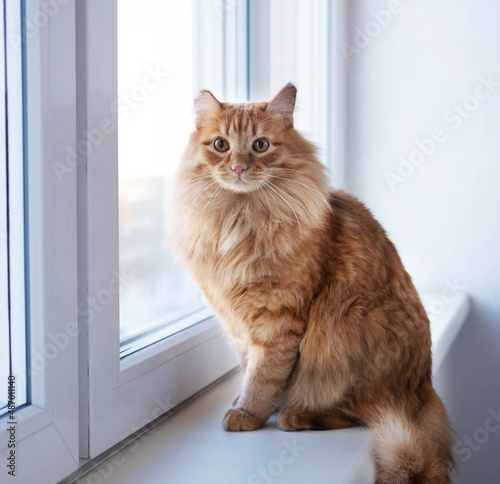 A cute red fluffy cat is sitting on the windowsill and waiting for something. A pet looks out the window.
