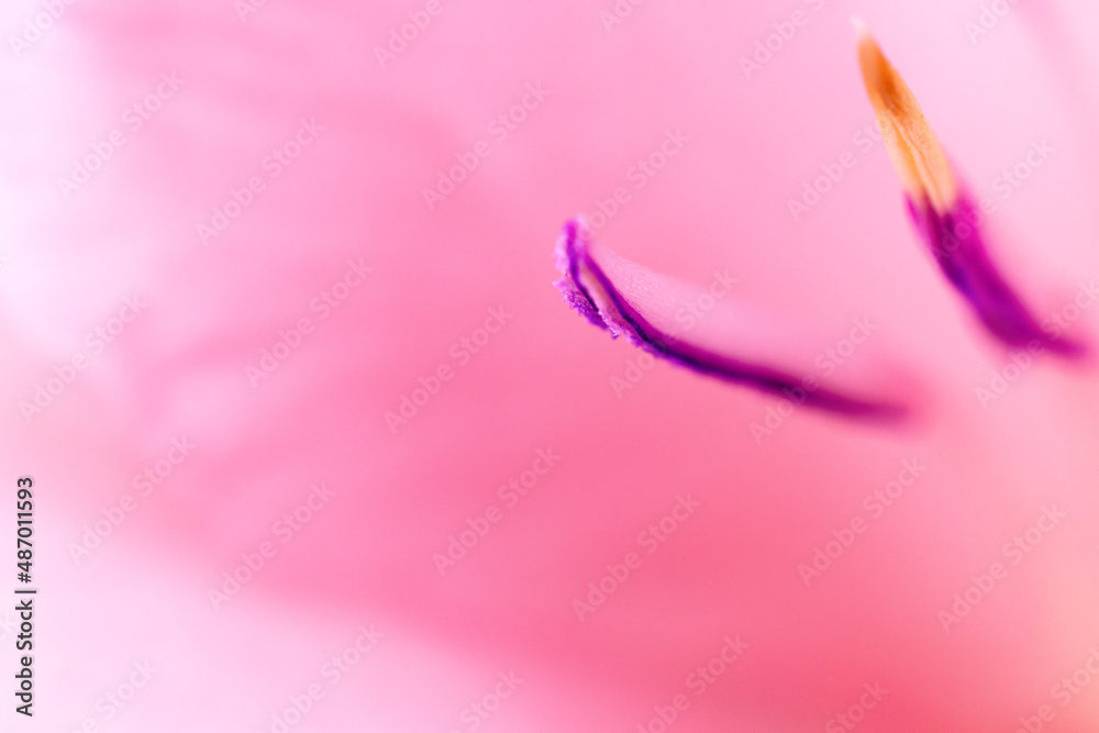 Close-up texture pink flower petal. Macro photography