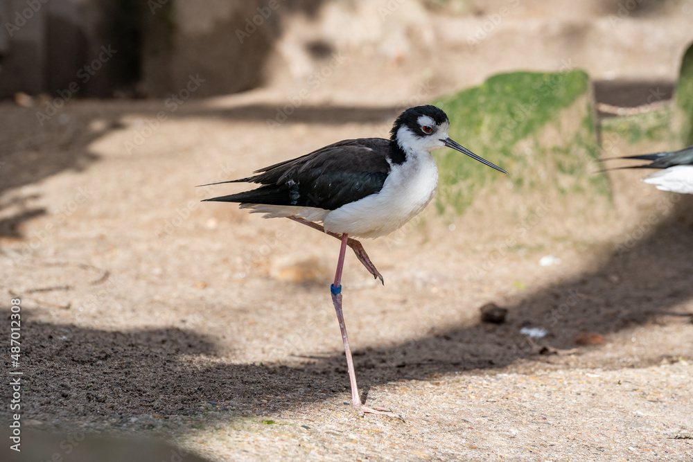 Obraz premium The Black-winged stilt