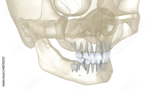 Baby primary tooth eruption. Medically accurate dental 3D illustration