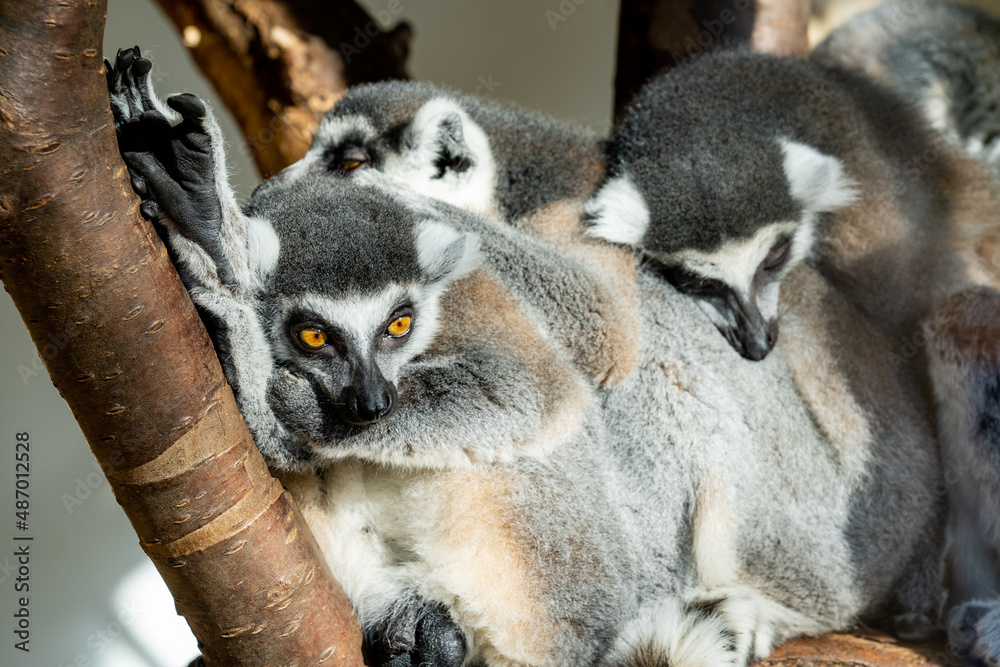 Fototapeta premium Sleeping lemurs