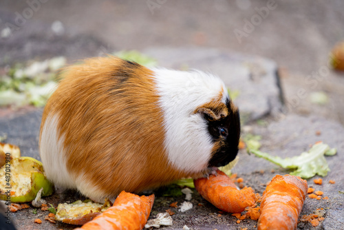 Guinea pig