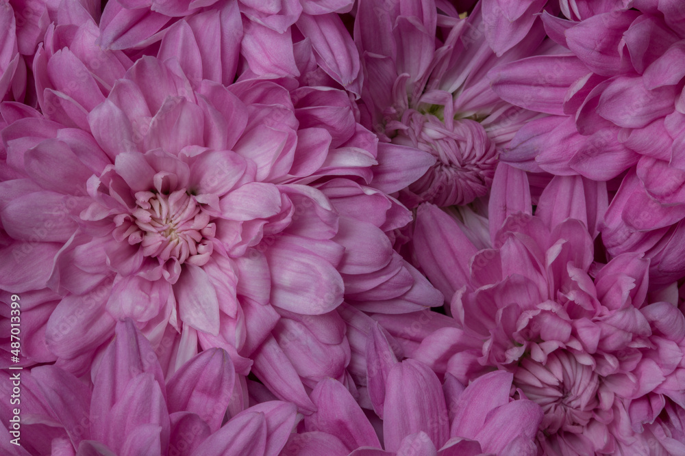 Obraz premium Closeup of beautiful, vibrant, pink chrysanthemums 