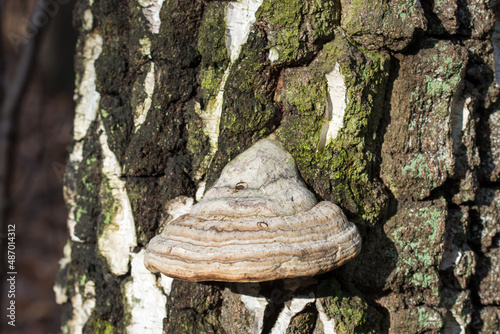 Fomes fomentarius, tinder fungus on old birch tree selective focus