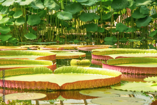 Water Lily Pad of Victoria Amazonica in a tropical pond.