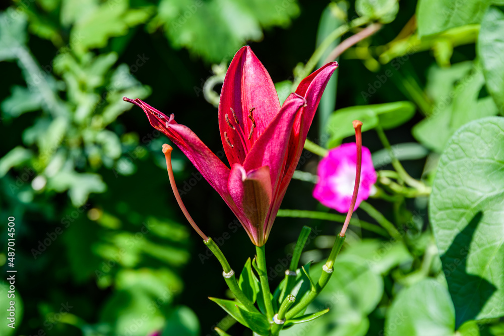 Blooming red lily (lilium) on a flowerbed at summer Blooming red lily (lilium) on a flowerbed at summer