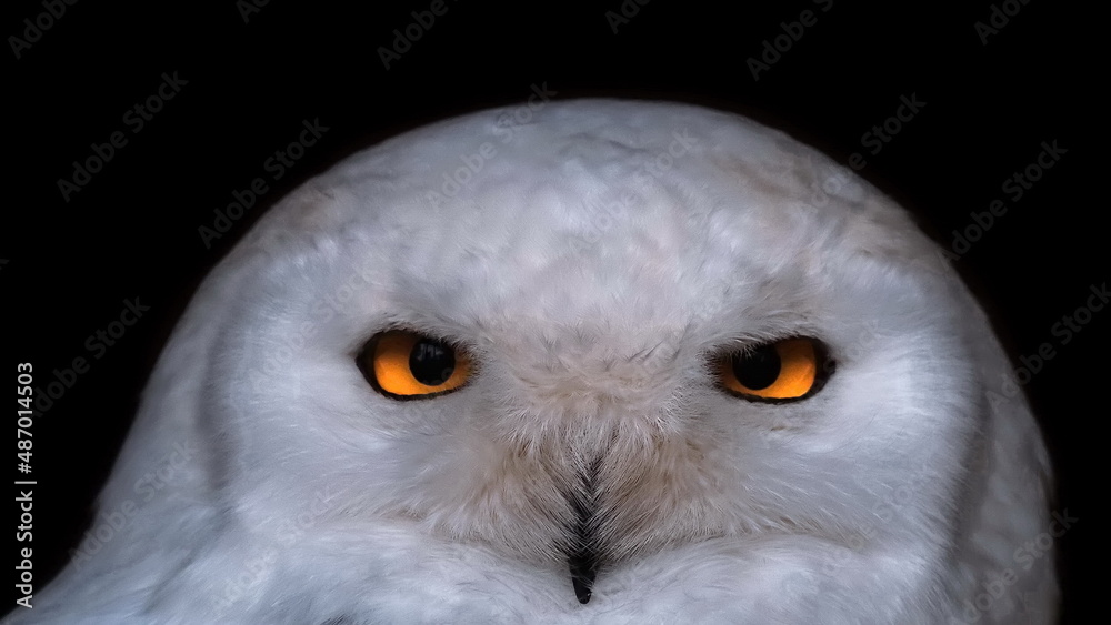 white snowy owl isolated on black background white snowy owl isolated on black background