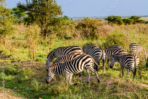 Zebras  Hippotigris  at the Serengeti national park  Tanzania. Wildlife photo