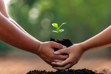 two hand holding small plant for planting in garden. concept earth day