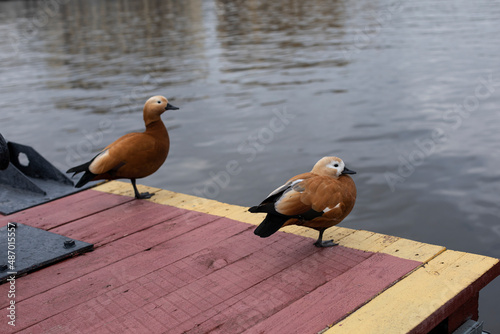 Two wild ducks on the river bank. Symbol of love, friendship, devotion, happiness.