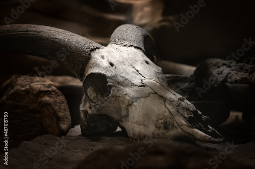 An animal skull © Björn Bartsch