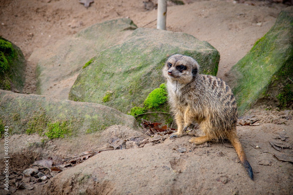 Fototapeta premium Meerkat sits on a stone