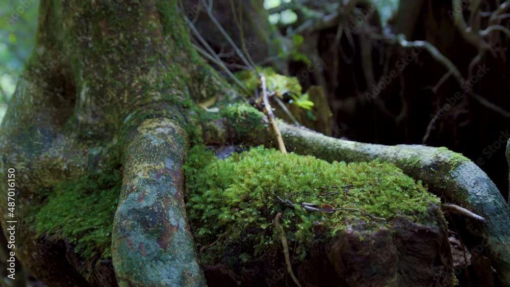 Cinematic gimbal shot of mossy ancient forest in Yakusugi Land in Yakushima, Japan Cinematic gimbal shot of mossy ancient forest in Yakusugi Land in Yakushima, Japan