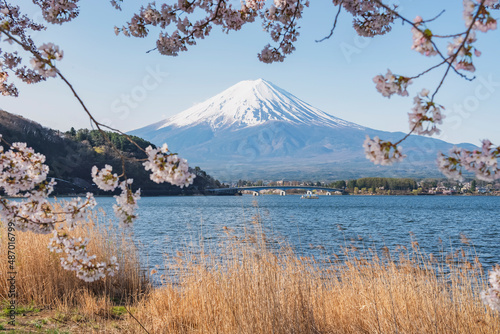 Fuji Mountain and Pink Sakura Branches at Kawaguchiko Lake in Spring  Japan 