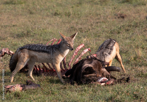 A Black Backed Jackal and a Wildebeest Kill. Kenya. Africa. 