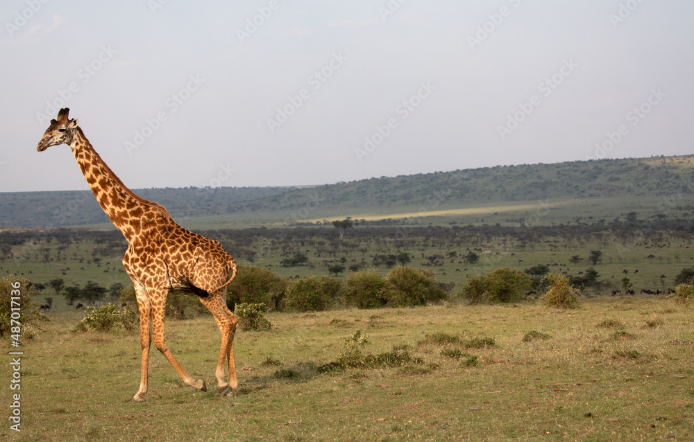 Obraz premium Giraffes (Giraffa camelopardalis peralta) walking - tanzania. 
