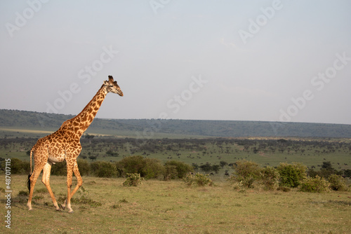 Giraffes (Giraffa camelopardalis peralta) walking - tanzania. 