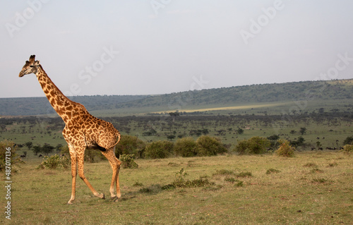 Giraffes (Giraffa camelopardalis peralta) walking - tanzania. 