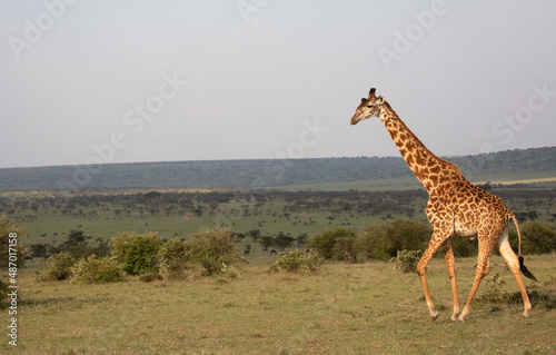 Giraffes  Giraffa camelopardalis peralta  walking - tanzania. 