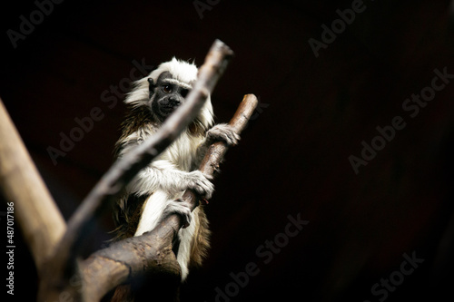 The little monkey
