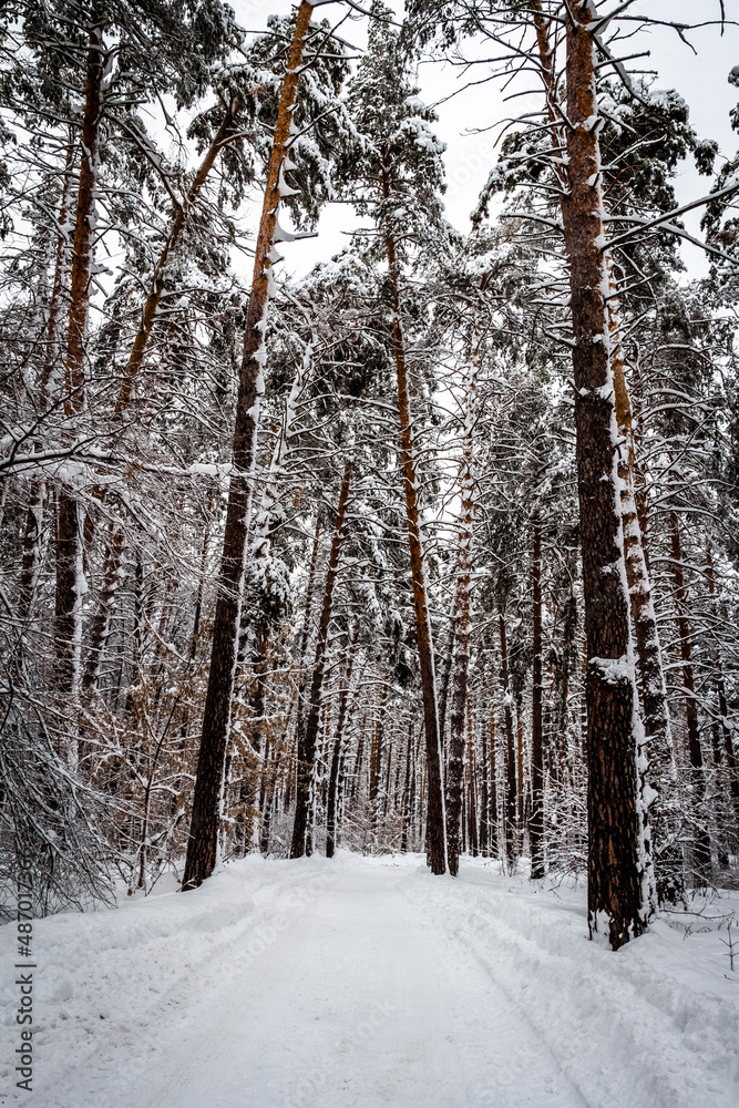 Narrow road through winter snowy forest on a quiet day. Narrow road through winter snowy forest on a quiet day.