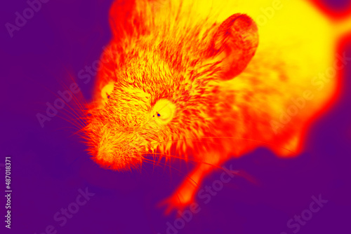 A gray mouse with big eyes in close-up. A wild animal has entered the house. Illustration of thermal image