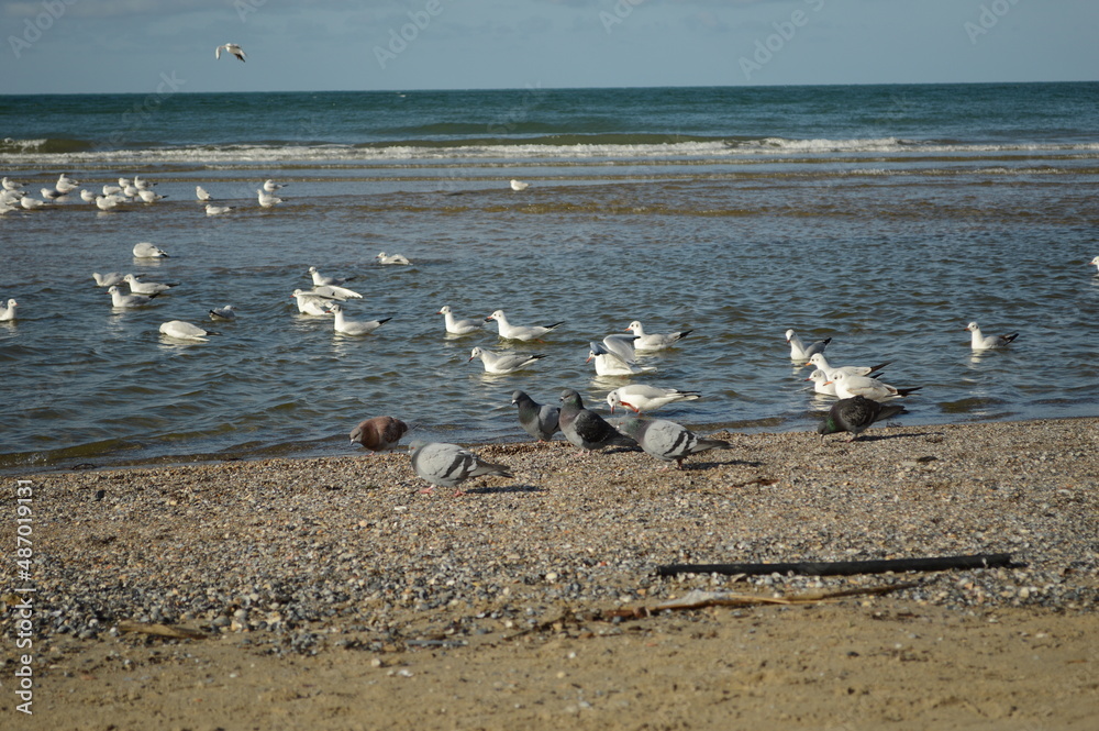 Fototapeta premium Birds