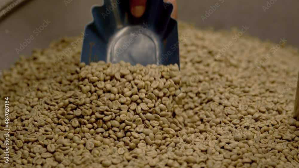 Person checking quality of raw coffee beans with metal object, close up slow motion shot Person checking quality of raw coffee beans with metal object, close up slow motion shot