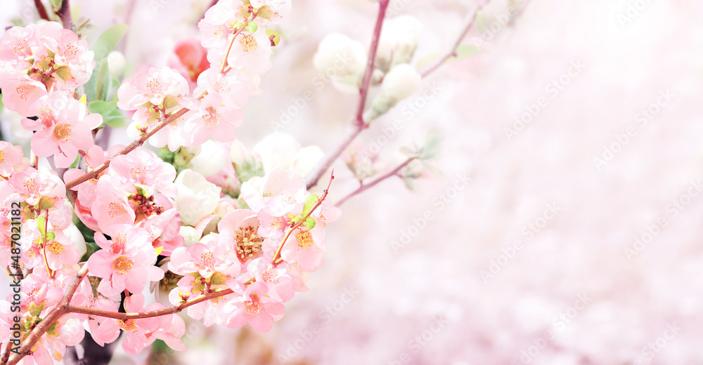 Horizontal banner with Japanese Quince flowers (Chaenomeles japonica) of pink color on sunny backdrop Horizontal banner with Japanese Quince flowers (Chaenomeles japonica) of pink color on sunny backdrop