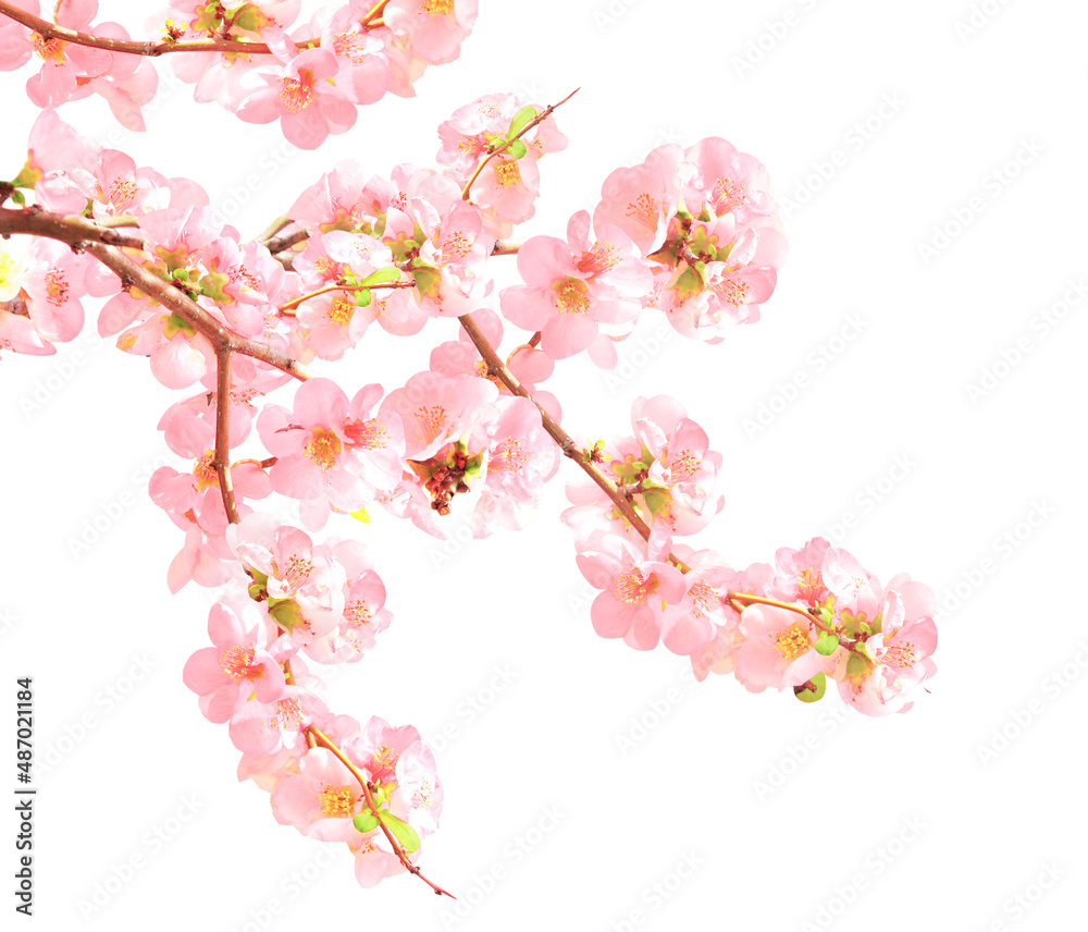 Branch of the blossoming Japanese Quince (Chaenomeles japonica) with pink flowers