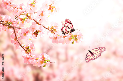 Horizontal banner with Japanese Quince flowers  and two Monarch butterfly on sunny backdrop