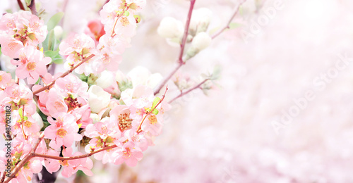 Horizontal banner with Japanese Quince flowers (Chaenomeles japonica) of pink color on sunny backdrop © frenta