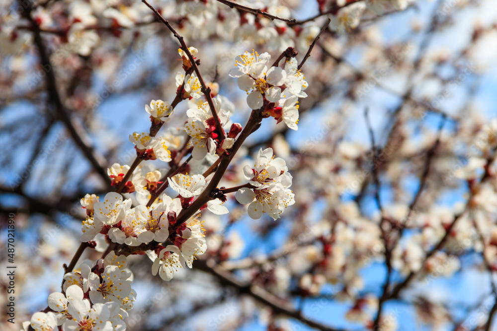 White blossom of apricot tree at spring White blossom of apricot tree at spring