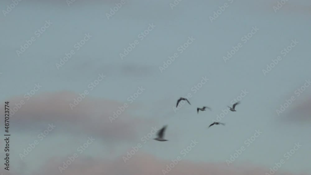 Gull birds flying in formation in the winter sky of England team work against the wind UK 4K Gull birds flying in formation in the winter sky of England team work against the wind UK 4K