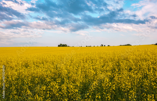 Beautiful landscape with field of yellow canola or rapeseed flowers and blue cloudy sky. Brassica napus. Springtime.
