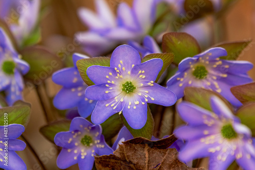 Wallpaper Mural blue flowers in the garden Torontodigital.ca