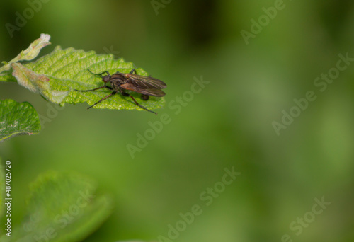 bug on leaf © Lukasz