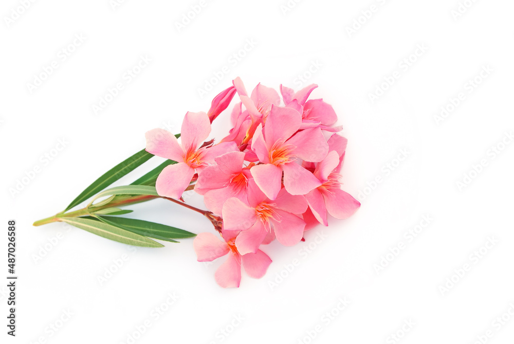 Fototapeta premium Oleanderzweig auf weißem Hintergrund, 3d-Ansicht