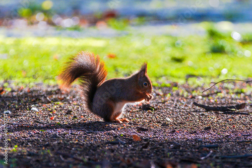 squirrel eating nut in park