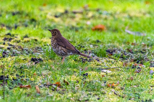 bird on the grass © Visualmedia