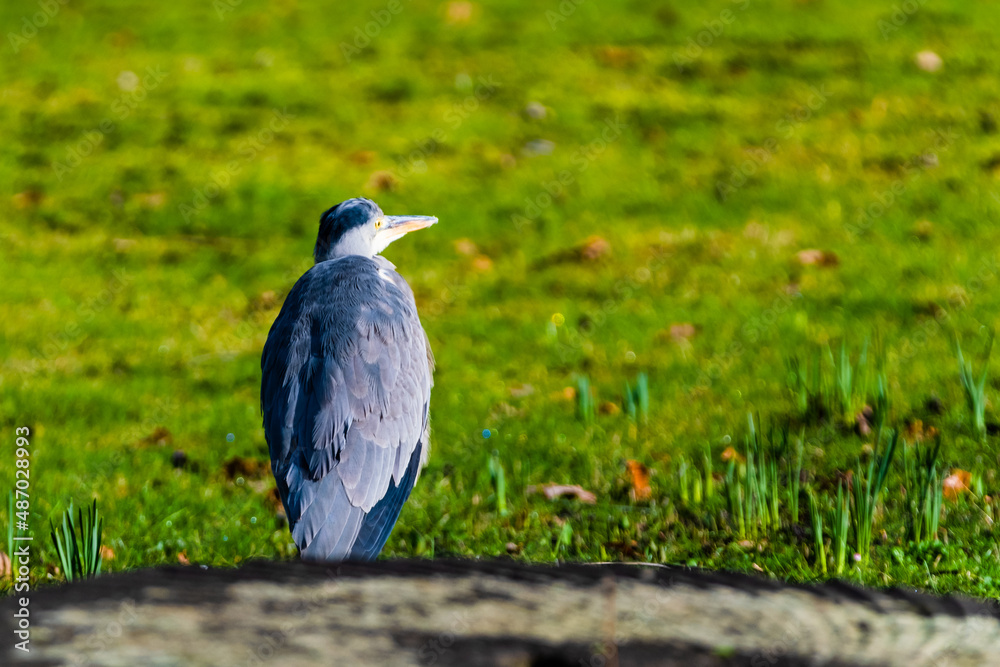 Fototapeta premium grey heron on the grass